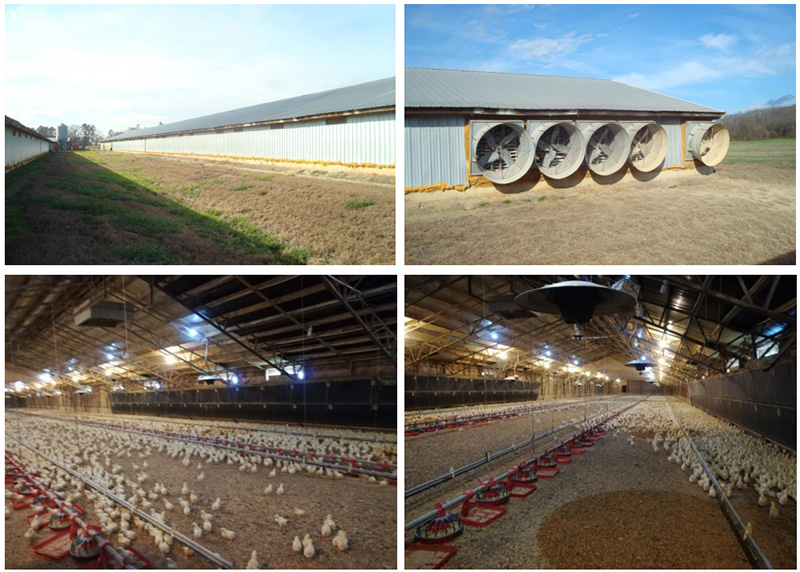 Hệ thống quạt trong chuồng gà